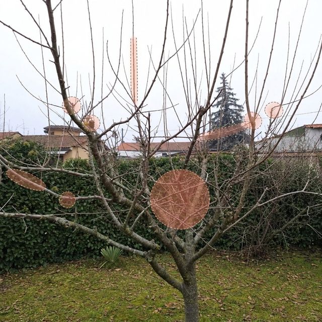 L'app Piantaverde con le zone di potatura sulla foto