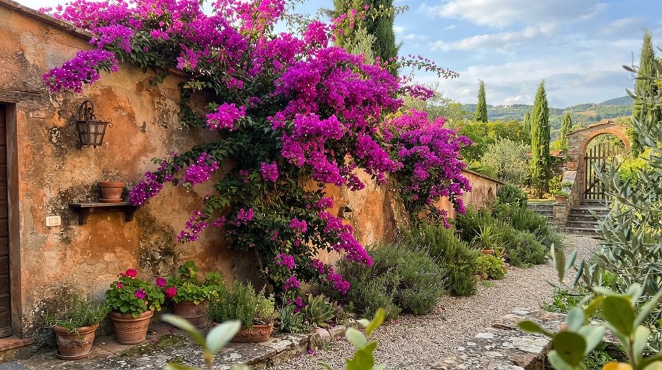 Buganvillea: la potatura che la riempie di fiori