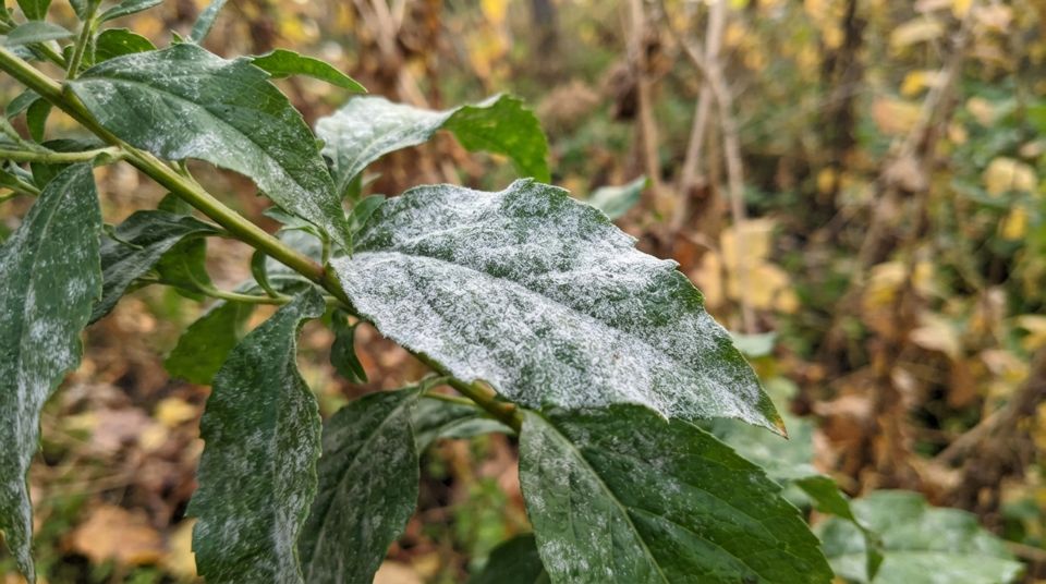 Oidio e funghi autunnali: i trattamenti naturali per salvare le foglie dall’umidità