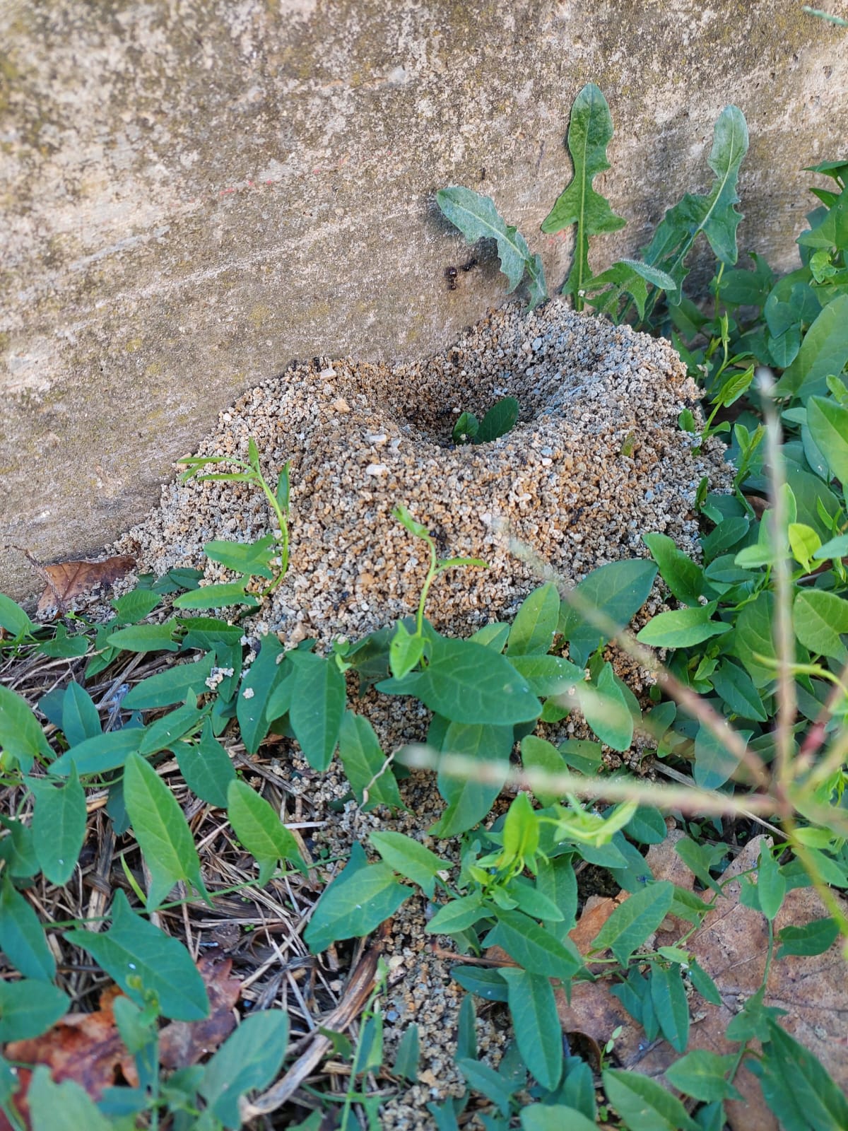 Formicaio in giardino: come riconoscerlo e proteggere le piante